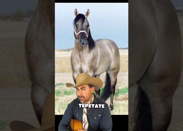 👇 ¿Sabes qué color es mi caballo? Cuéntame abajo. #musica #mexico #charreria #parati #fyp