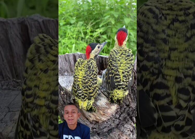 Espetáculo de natureza