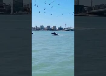 Y cómo se nos queda el cuerpo al presenciar un espectáculo como este en aguas de la Bahía,