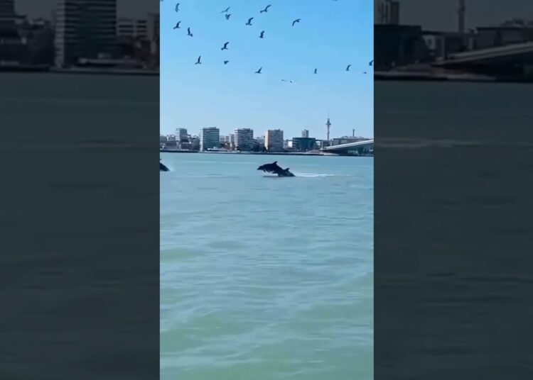 Y cómo se nos queda el cuerpo al presenciar un espectáculo como este en aguas de la Bahía,