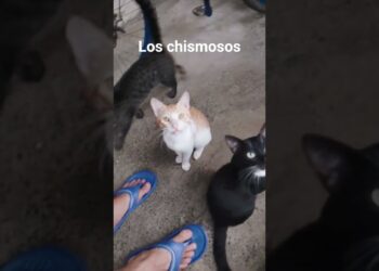 Me reciben para saber los chismes #cats