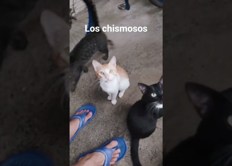 Me reciben para saber los chismes #cats