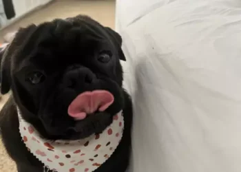 Chancho, el perrito de la familia Aguilar