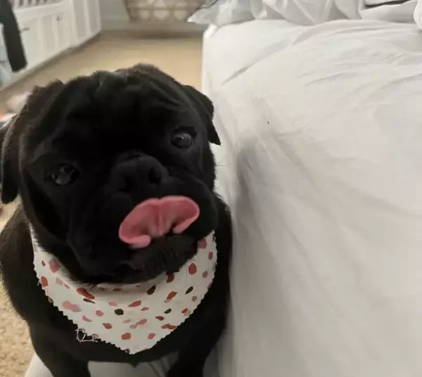 Chancho, el perrito de la familia Aguilar