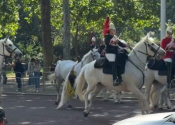 El caos estalla cerca del Palacio de Buckingham después de que el caballo del Rey se suelta | Real | Noticias