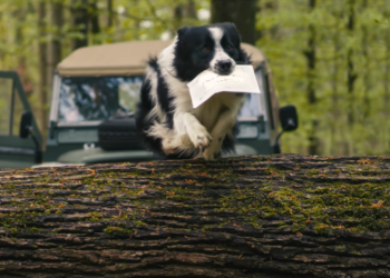 Border collie Flynn portando carta