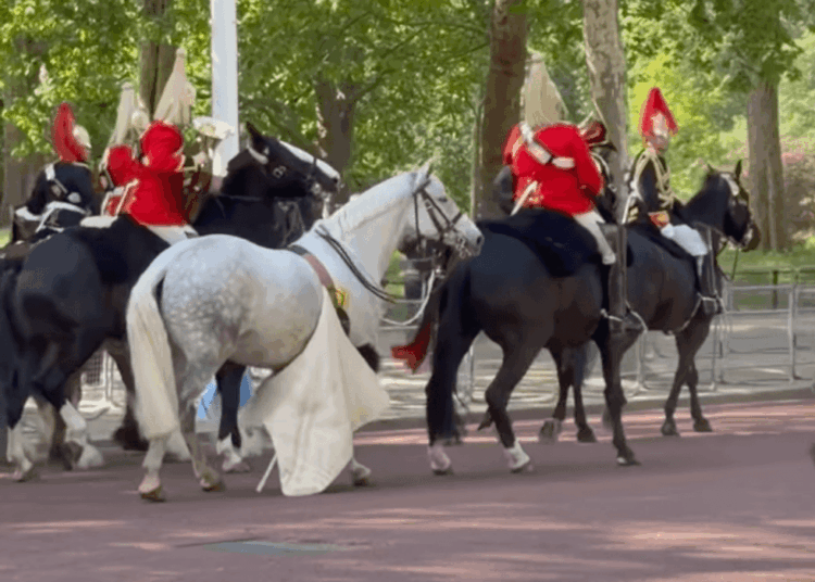 caballo suelto
