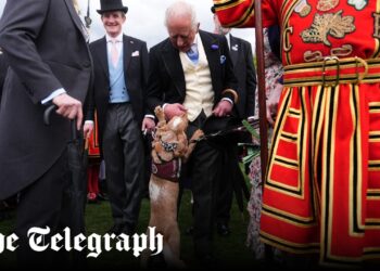 La familia real se hace amiga de un cocker spaniel que destroza el césped del Palacio de Buckingham