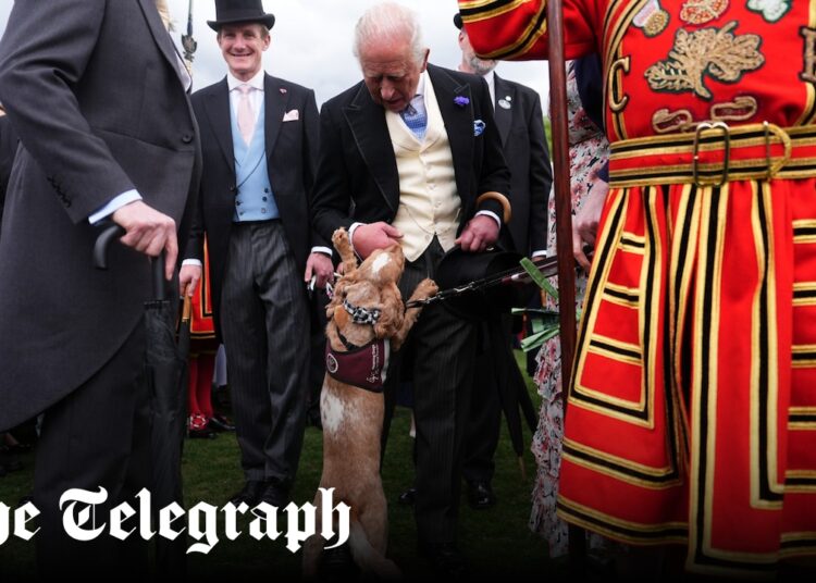 La familia real se hace amiga de un cocker spaniel que destroza el césped del Palacio de Buckingham