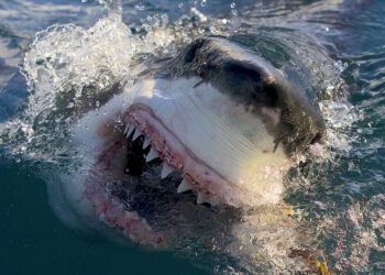Great White Shark in Air Jaws: Final Frontier