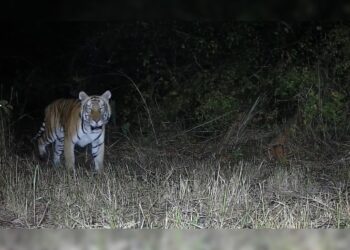 Tigre real de Bengala visto en el santuario de vida silvestre D Ering Memorial de Arunachal Pradesh después de casi 20 años