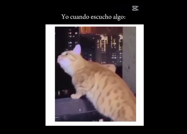 A mí me encanta los chismes y a usteddes les encantan😂🫡