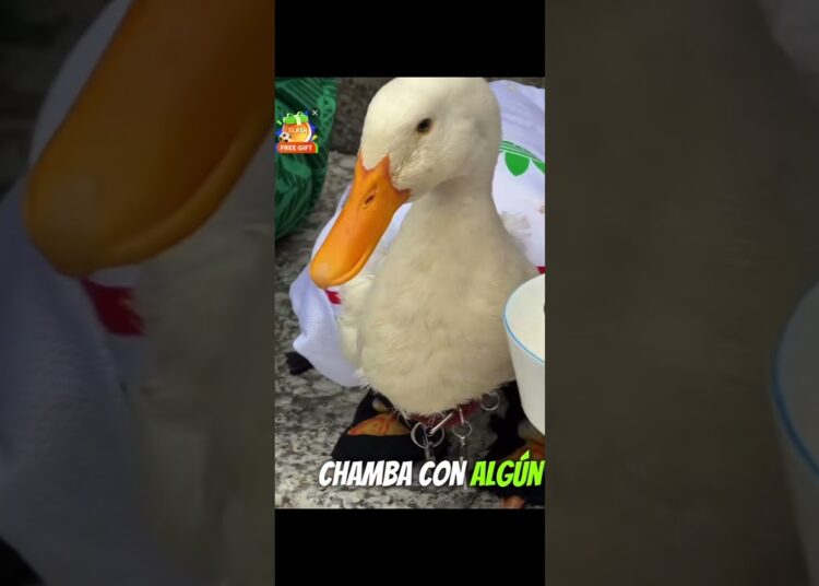#mundial #viral #mundial2026 #chisme #chismes #famosos #futbol