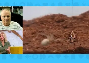 Nuevo ataque de la araña violinista.