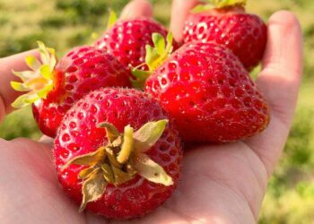 A handful of fresh strawberries. (Black Press Media file photo)