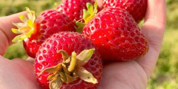 A handful of fresh strawberries. (Black Press Media file photo)