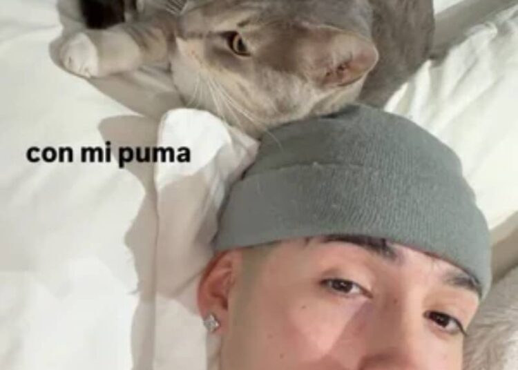 Pailita cuenta la historia del felino que adoptó hace un año y alegra su hogar: "Para mí fue una bendición"