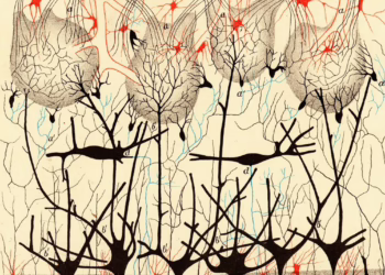 SFI Presents 'The Beautiful Engineering Of Us: Neurons To Collective Minds' By Thalia Wheatley This Evening