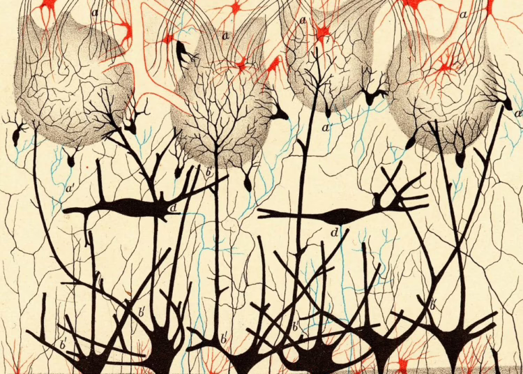 SFI Presents 'The Beautiful Engineering Of Us: Neurons To Collective Minds' By Thalia Wheatley This Evening