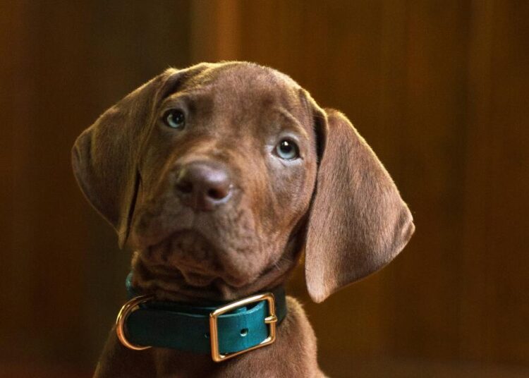 'Scooby-Doo: Origins' en Netflix revela su muy bueno cachorro de la vida real