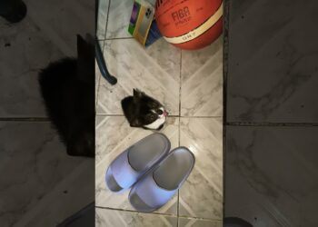 chismes #cat #gatos