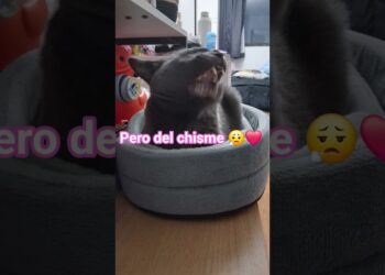 #yosoydelos7mil #chismes #chistoso