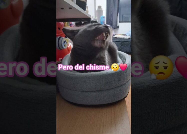 #yosoydelos7mil #chismes #chistoso